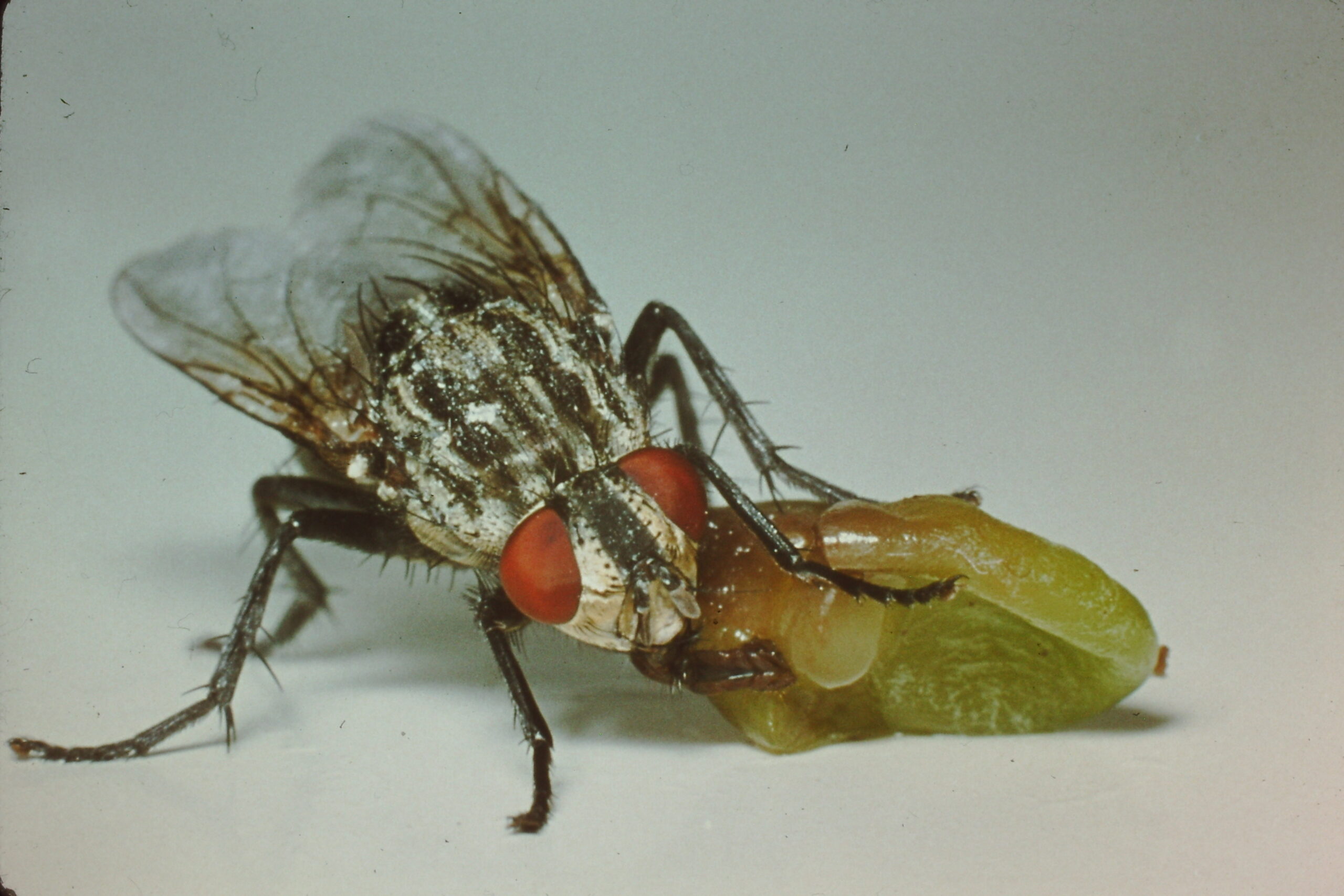 Fliege mit Traube